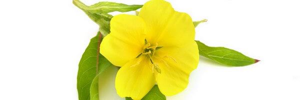 L'huile végétale d'Onagre